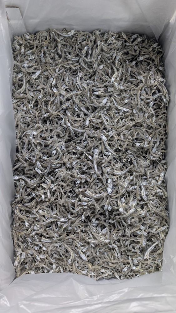 【新商品】【新商品】今獲れ！かえりちりめん（かちり）大分県産　6kg　入　高2