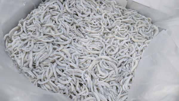 ゲリラ販売！釜揚げしらす　和歌山産　中大筋　1kgより販売