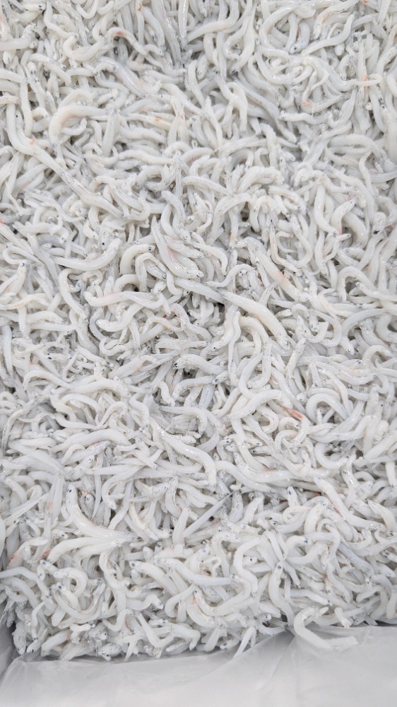 特上品！釜揚げしらす　静岡県産　中小筋　2kgから販売　あ14