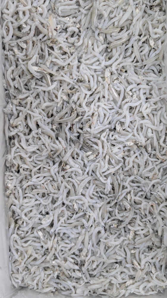 安心価格宣言！釜揚げしらす　静岡産　中筋　2kgから販売　あ30