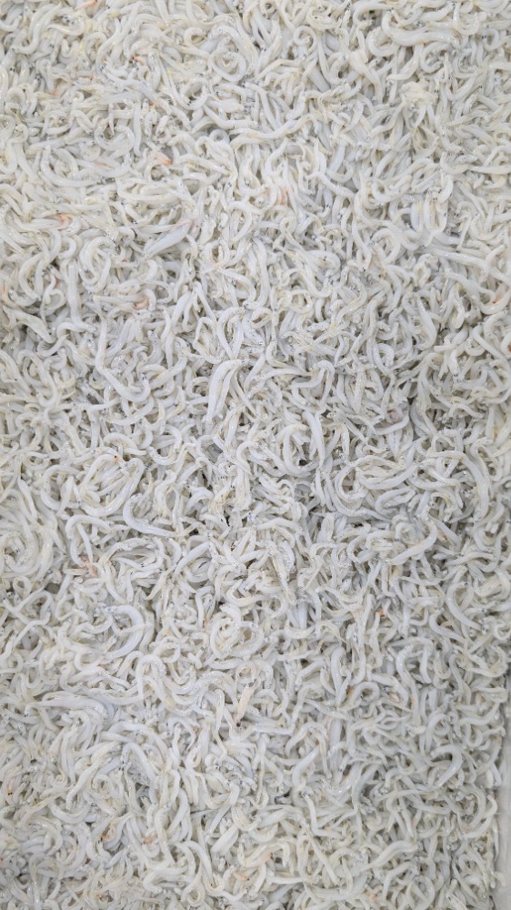 今獲れ！釜揚げしらす　小サイズ　愛知産　2kgから販売　ヤマキ