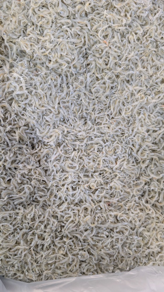 待望の小サイズ！ちりめんじゃこ（かちり）愛知産　1kgから販売