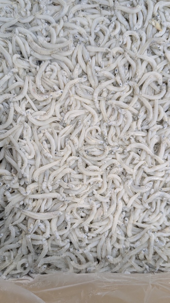 人気商品！釜揚げしらす　中筋　愛媛県産　1kgから販売　勇