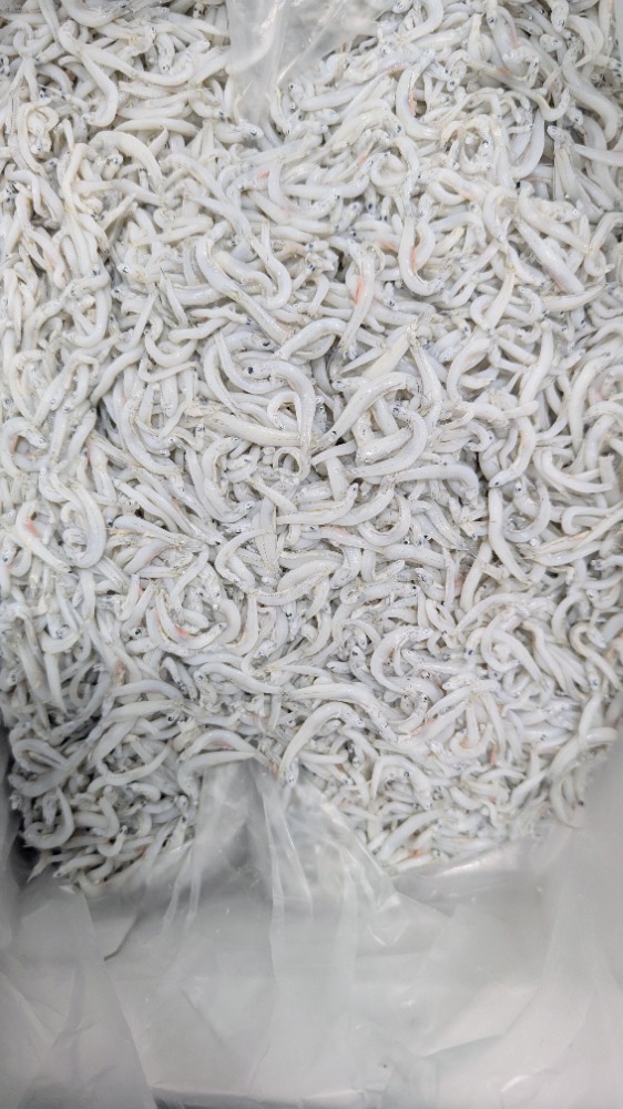 数量限定！釜揚げしらす　愛知県産　中筋　1kgから販売　幸24