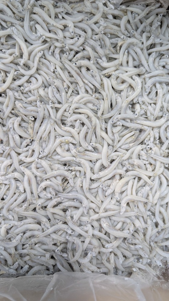 新春セール！釜揚げしらす　愛媛県産　中大筋　1kgから販売