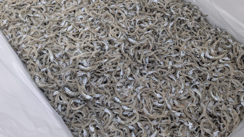 今獲れ！ちりめんじゃこ（かちり）大分産　大きめ　6kg入　三21