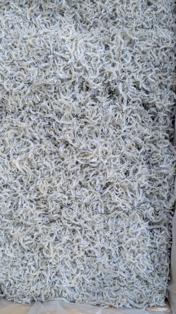 今獲れ！ちりめんじゃこ（かちり）兵庫県産　中小筋　5kg　A2　