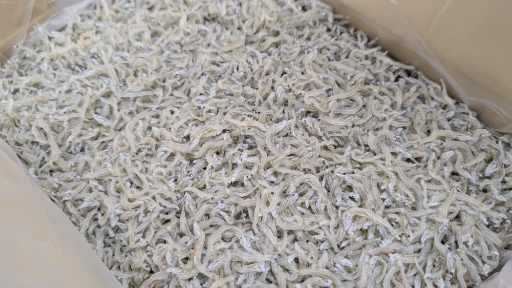 好評！ちりめんじゃこ（かちり）1kgから販売　兵庫産　中小筋　