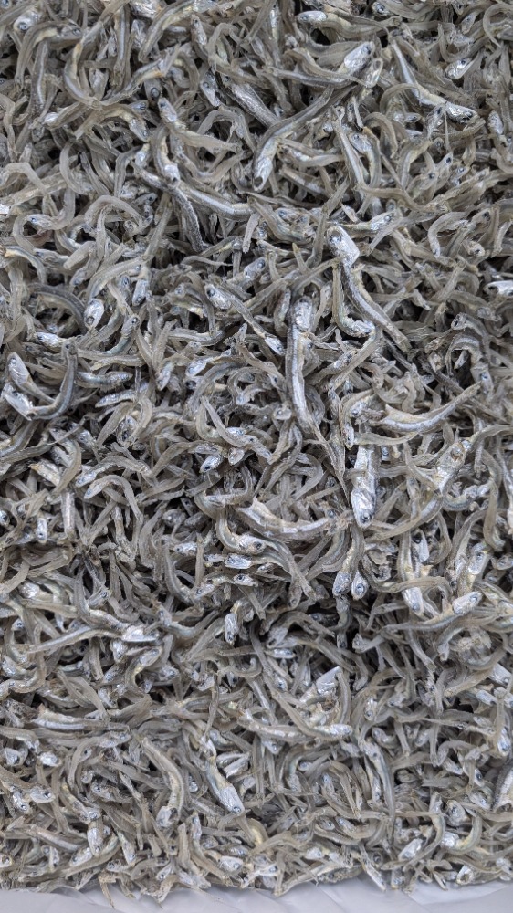 今獲れ！かえりちりめん（かちり）大分県産　6kg　入　高2