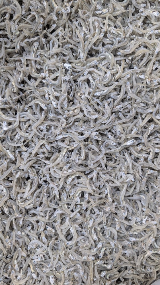 特売！ちりめんじゃこ（かちり）大分産　やや大きめ　5kg入　34