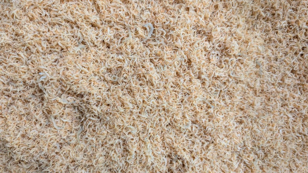 超希少！エビちりめん（ほぼエビ）兵庫県産　5kg入