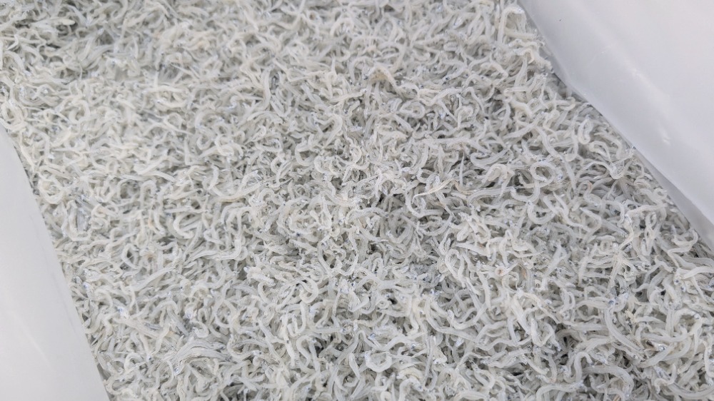 極上品！ちりめんじゃこ　愛知県産　小中筋　5kg　幸341