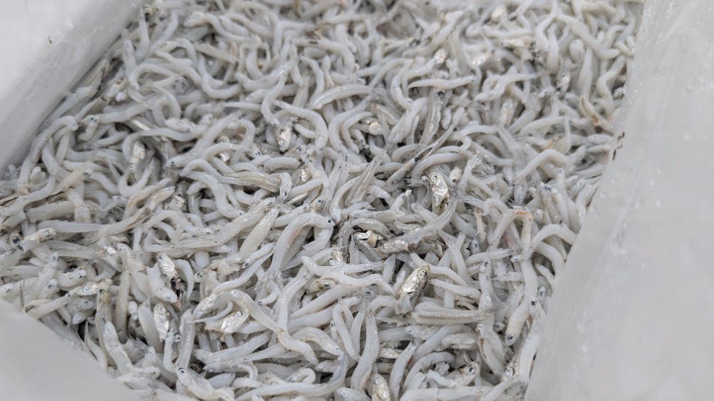 安心価格宣言！釜揚げしらす　静岡産　中筋　2kgから販売　あ30