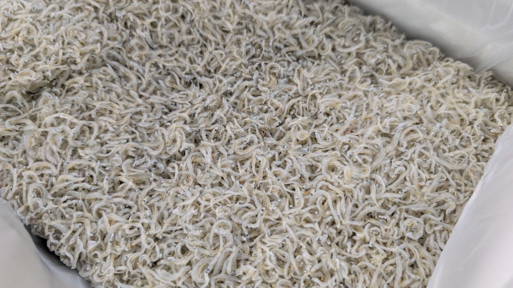 待望の小サイズ！ちりめんじゃこ（かちり）愛知産　1kgから販売