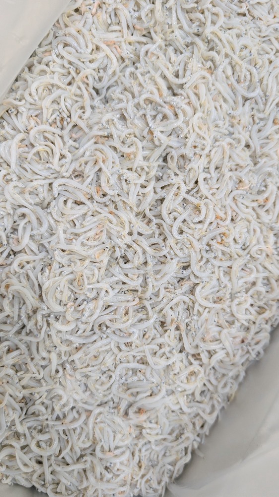小中サイズ！釜揚げしらす　静岡県産　2kgから販売　孫558