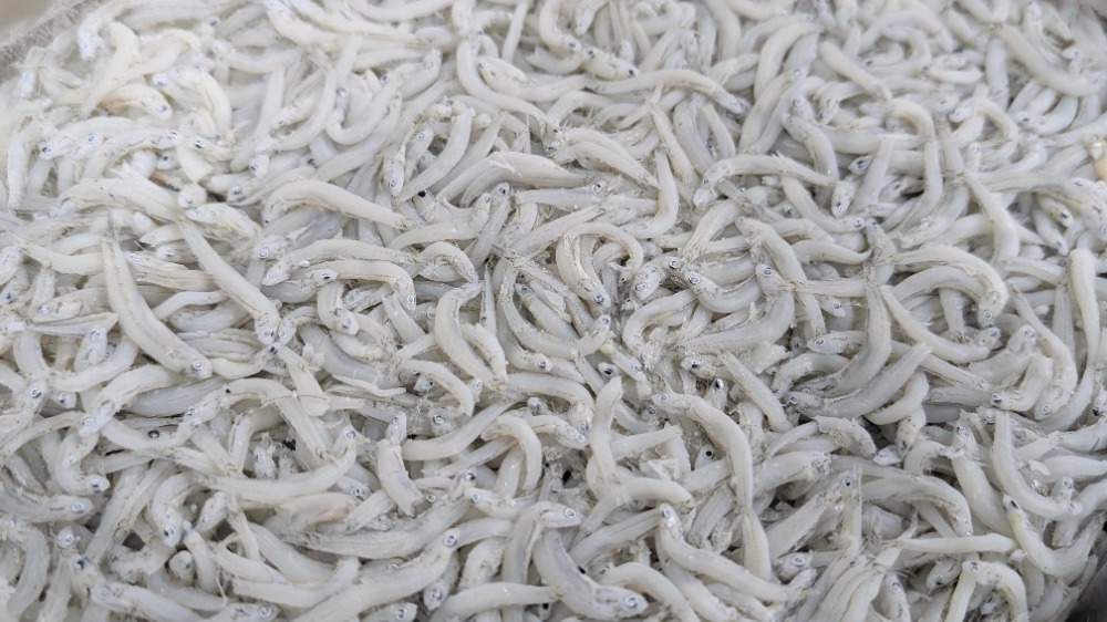 人気商品！釜揚げしらす　中筋　愛媛県産　1kgから販売　勇