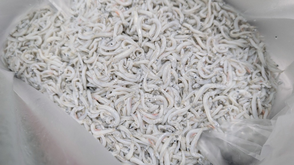 数量限定！釜揚げしらす　愛知県産　中筋　1kgから販売　幸24