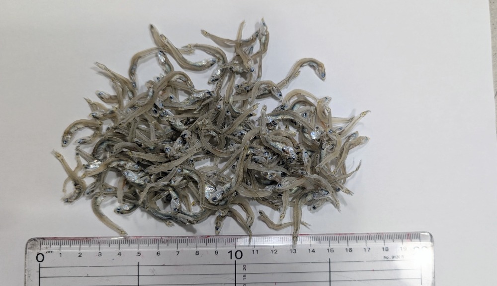 今獲れ！ちりめんじゃこ（かちり）大分産　大きめ　6kg入　三21