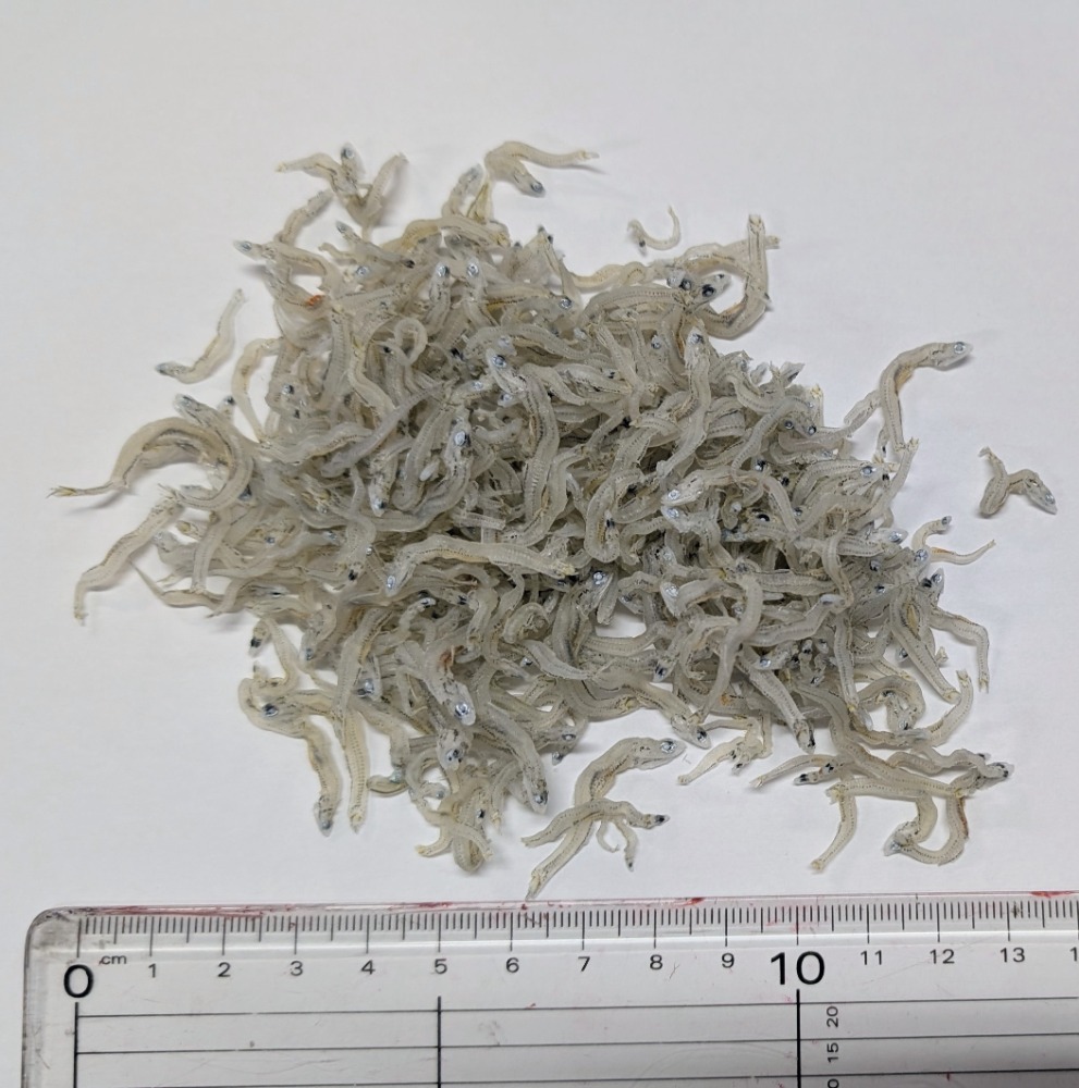 好評！ちりめんじゃこ（かちり）1kgから販売　兵庫産　中小筋　