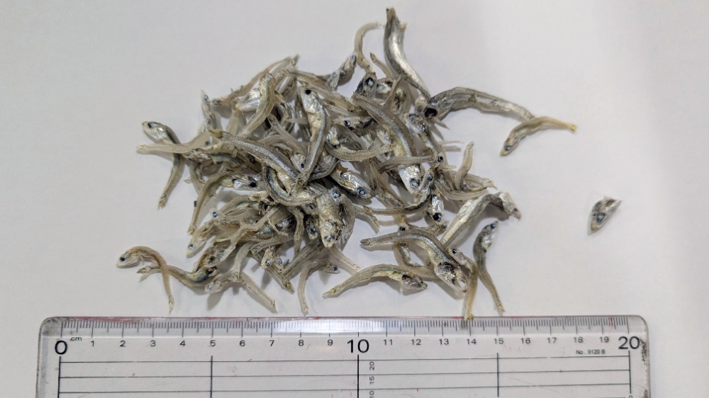 今獲れ！かえりちりめん（かちり）大分県産　6kg　入　高2