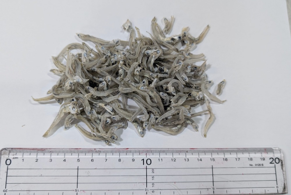 特売！ちりめんじゃこ（かちり）大分産　やや大きめ　5kg入　34