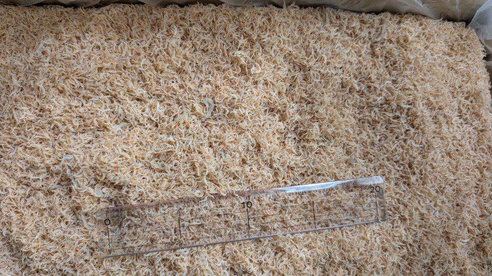 超希少！エビちりめん（ほぼエビ）兵庫県産　5kg入