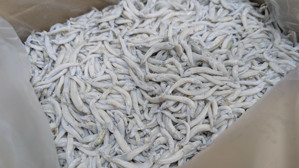 待望の入荷！釜揚げしらす　兵庫県産　中大筋　1kgから販売　上