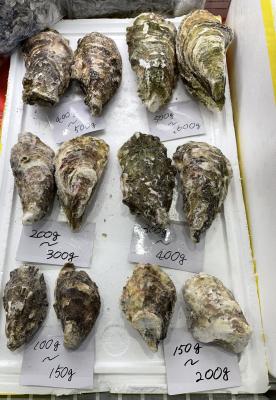 三陸産冷凍殻付き牡蠣　生食可能　約200/300g　40個入　大型