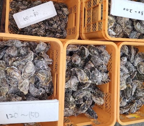 三陸産冷凍殻付き牡蠣　生食可能　約100/150g　10kg