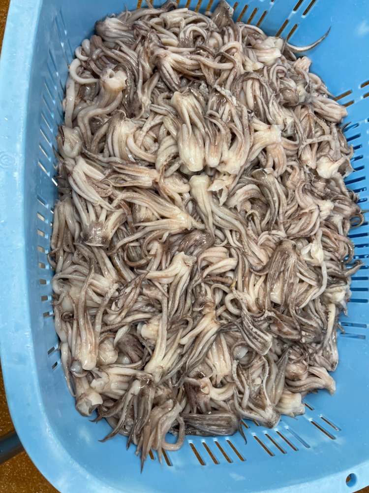 国産スルメイカゲソ　１ｋｇ