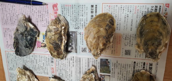 【長崎県小長井産　生食用】冷凍殻付き牡蠣　80gup　10kg