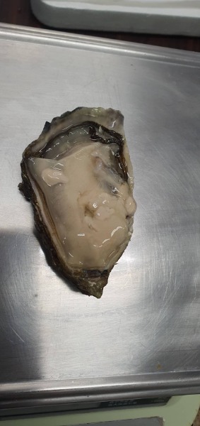 【長崎県小長井産　生食用】冷凍殻付き牡蠣　80gup　10kg