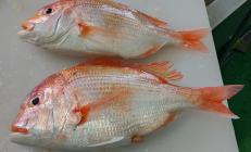 �X�܎ʐ^�E���S