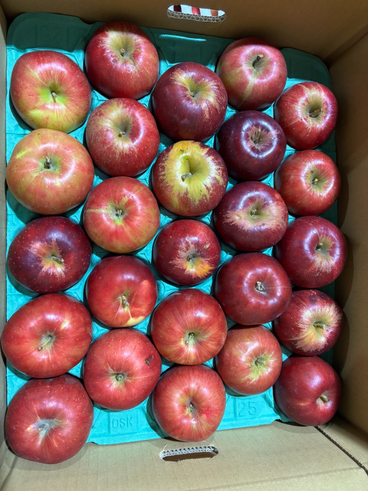 【新商品】【新商品】青森県産　加工用りんご　紅玉　15K　お菓子用
