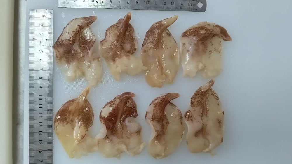 とり貝（アリソとり貝）開き（寿司ネタ）　13gx20枚入り　