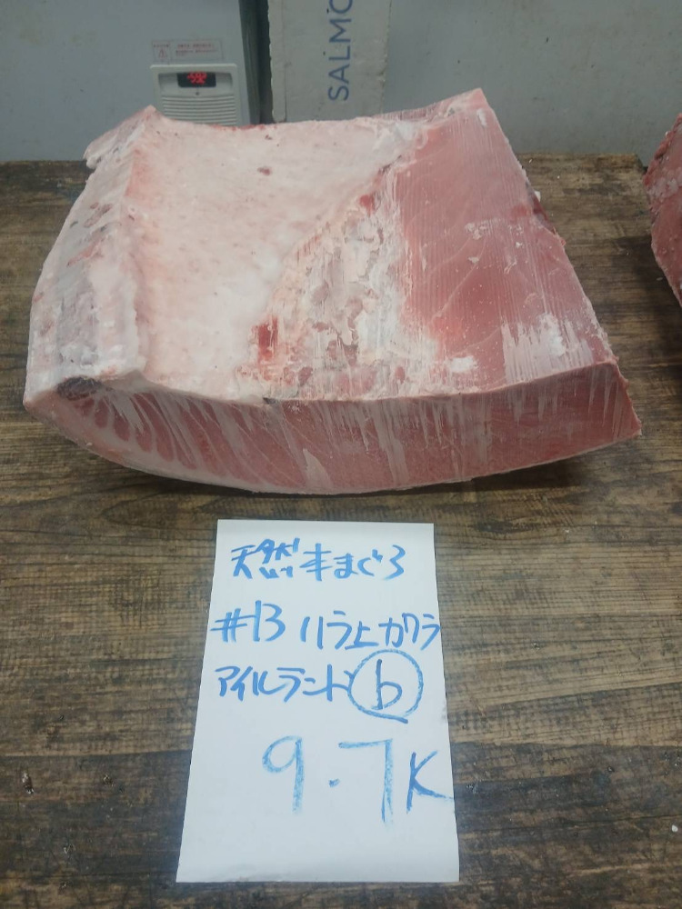 【新商品】【新商品】#13-0110天然本鮪ハラ上の瓦b9.7kg・特上色脂良し・アイルランド