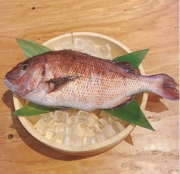 沼津産鯛活〆ラウンドマダイ【8尾】(養殖＠1390)1.5-2.0kg