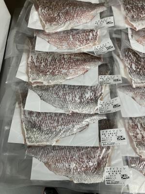 沼津産【冷蔵】10kg鯛フィレ真空(皮・腹骨付き)鮨ネタ◎200-600g