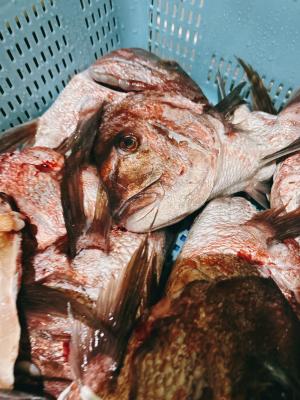 �y�����ʁz���ÎY��y�J�u�g�J�}�t���z��A�����Ԃ�