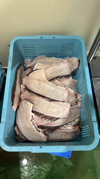 �y�����ʁz���ÎY�}�_�C�y��z�l15kg+��J�u�g�J�}�t15kg�z�⃉�[�����p