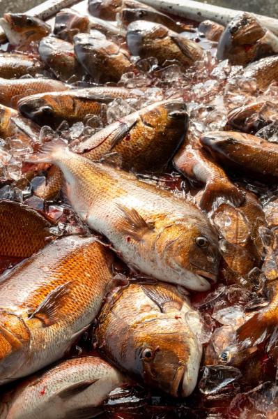 鯛の肝　真空500gx10px1箱