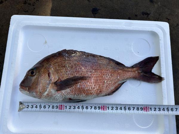 沼津産鯛活〆ラウンドマダイ【4尾】(養殖＠1450)1.5-2.0kg1尾