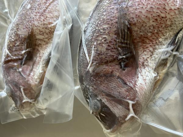 沼津産鯛セミドレス(内臓ウロコ処理済/姿マダイ冷凍)10尾