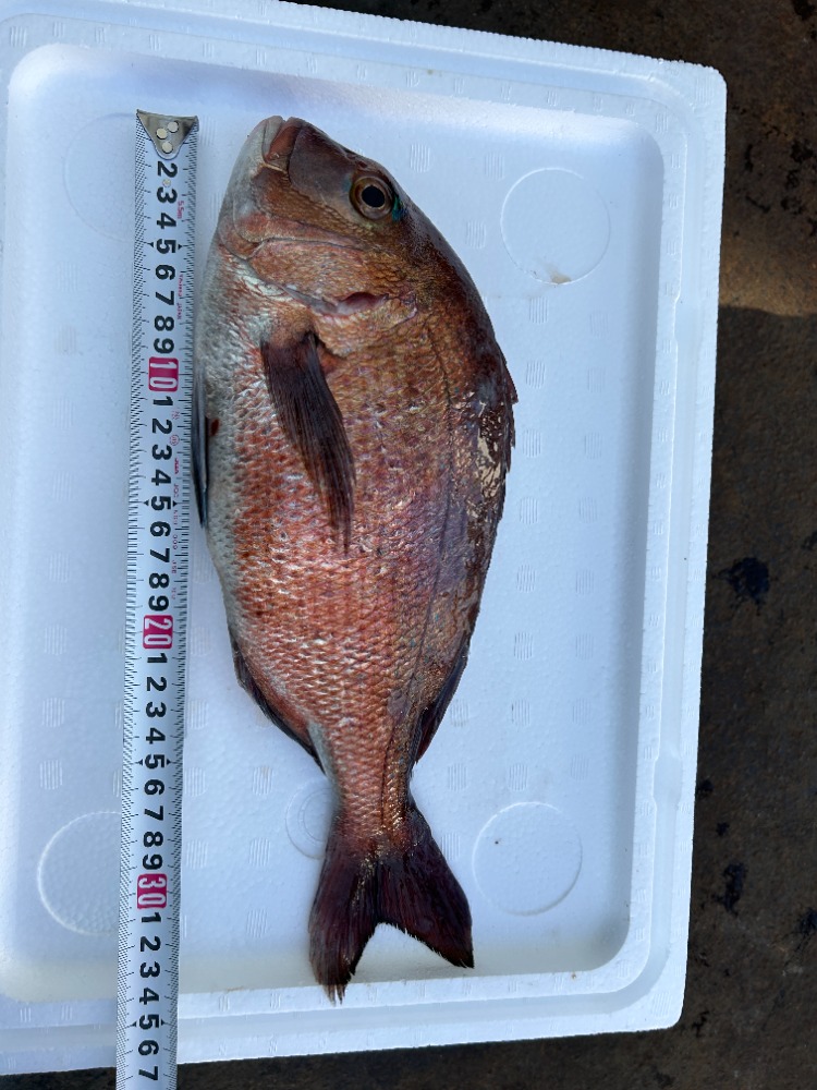 沼津産活締めマダイ【2尾】(養殖鯛＠1490)1.4-1.8kg/1尾