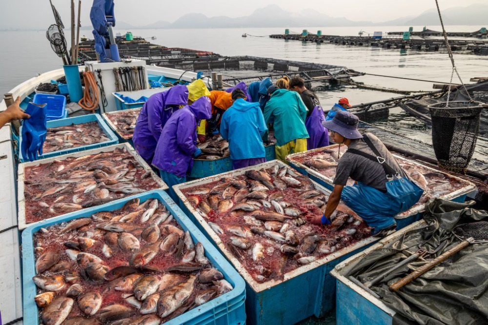 沼津産鯛ポーションカット約50g【冷凍真空100p】切り身