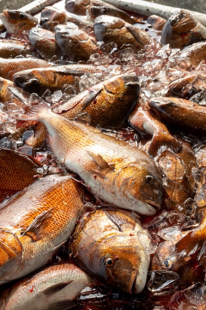 沼津産活〆マダイ【10尾】＠1350(1尾/1.5-1.8kg)約15-18kg