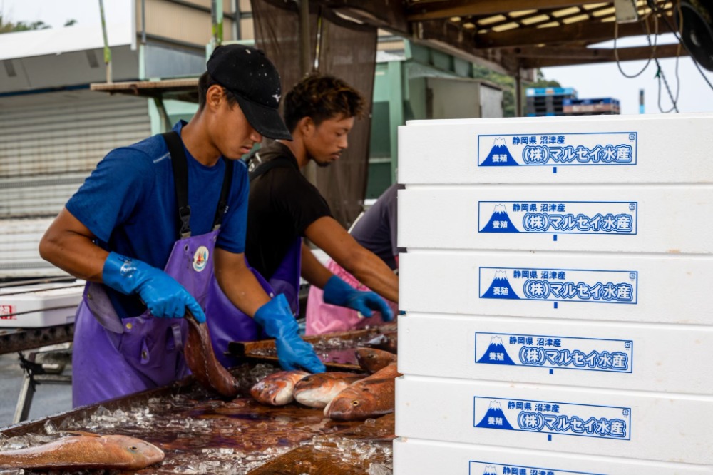 沼津産活〆マダイ【10尾】＠1350(1尾/1.5-1.8kg)約15-18kg