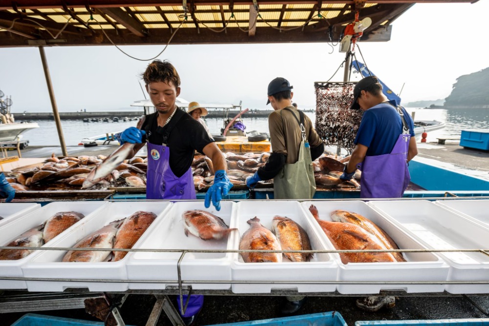 沼津産活締めマダイ【2尾】(養殖鯛＠1490)1.4-1.8kg/1尾