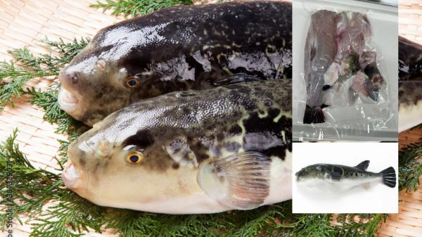 �y�����ʁz�y�������H�E���Y�z�{�B�g���t�O�g��1���^��i��g��600g�j�①