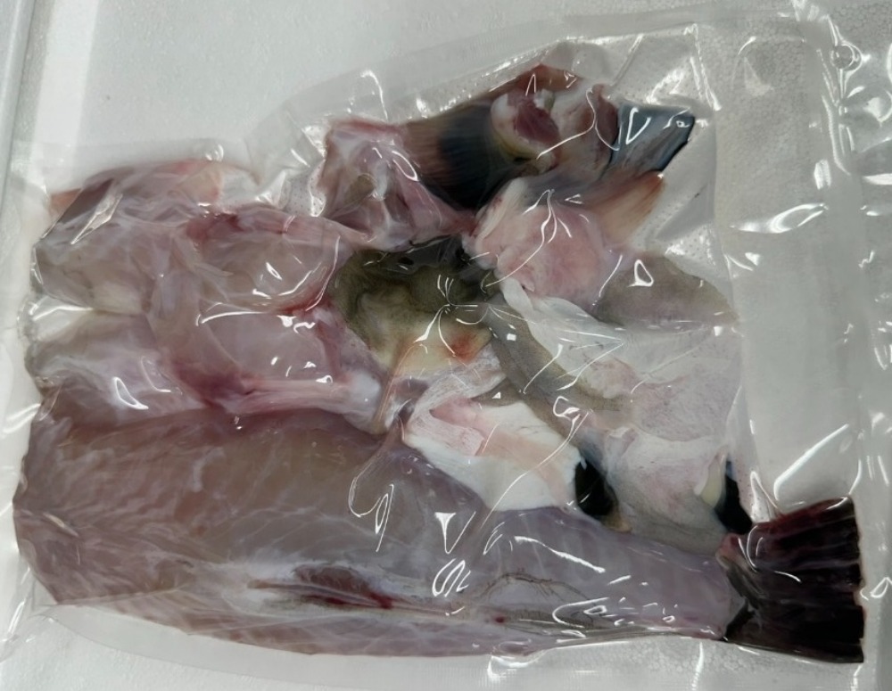 【長崎産・活〆】養殖トラフグ身欠き1尾真空（約600g）チルド